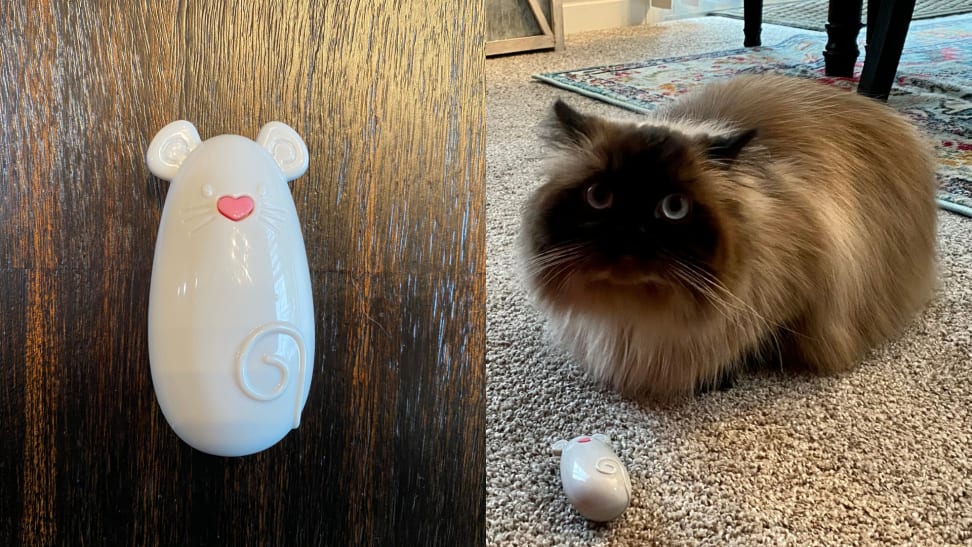 On left, white Smartykat Loco Laser on a wooden surface. On right, one tan and black balinese cat sitting on carpet next to Smartykat Loco Laser.