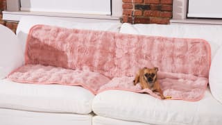 5 Best Dog DNA Tests of 2024 Reviewed