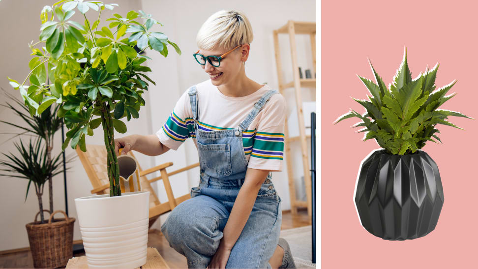 On left, person watering potted plant indoors. On right, plant potted in black geometric pot.