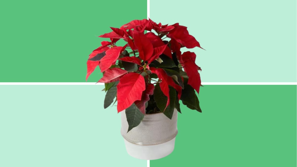 A poinsettia plant against a teal and green background.