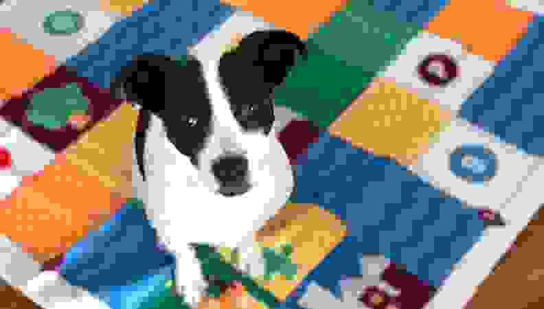 Even pets enjoy Cubetto (or its play mat)