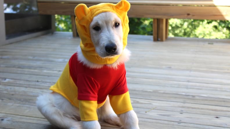 The Best Halloween Dog Costumes for 2021 - BringFido