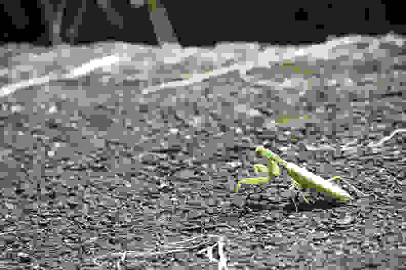 Praying Mantis on garden soil.