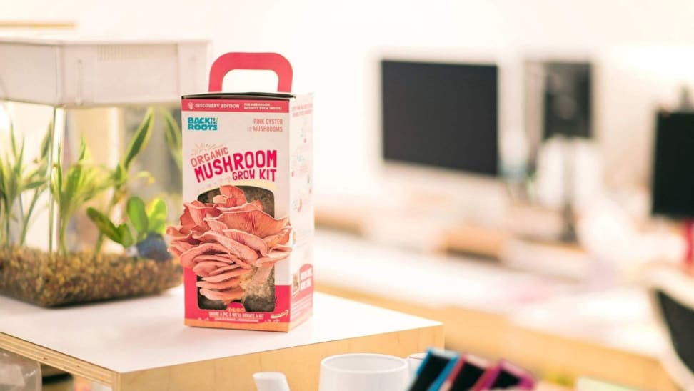 A rectangular box with pink oyster mushrooms sprouting from it sits atop a light wood counter, with what appears to be a classroom or home office in the background.