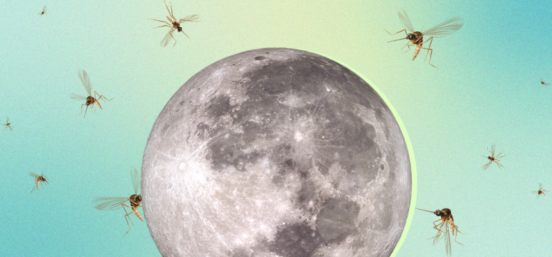 ماه کامل که توسط پشه ها احاطه شده است.