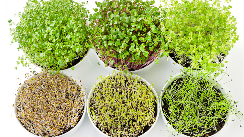 Growing microgreens and sprouts at home