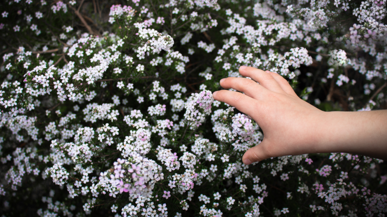 A child's hand reaches out to small flower buds.