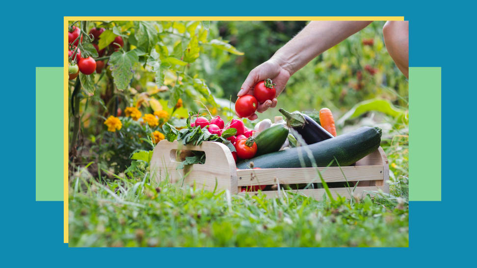 A person harvesting some tomatoes into their basket.