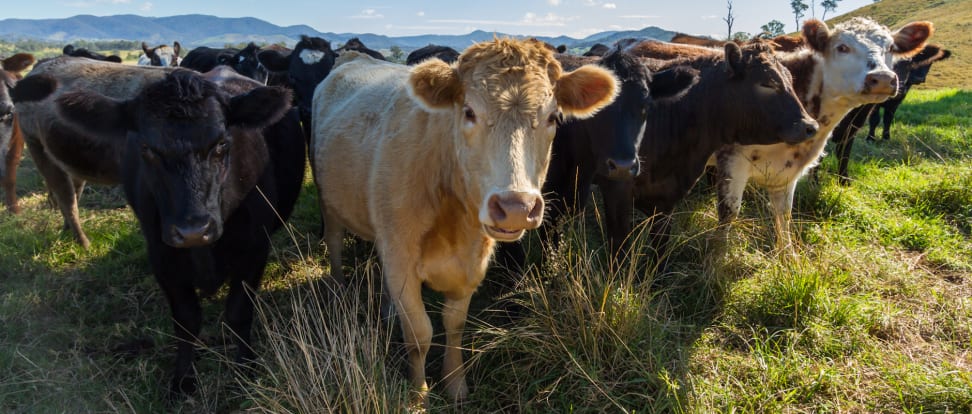 Beef cattle on a ranch