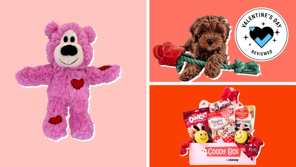 A pink stuffed bear, a puppy with a rose rope toy and a box of dog treats