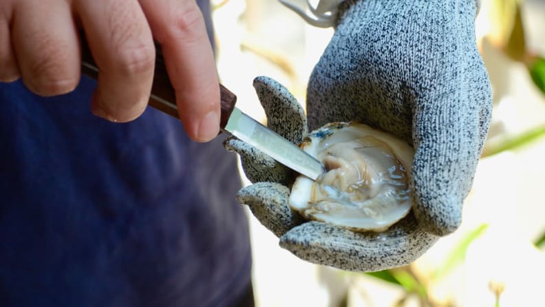 A person is inserting an oyster knife under the meat to cut off the muscles attached to the shell.