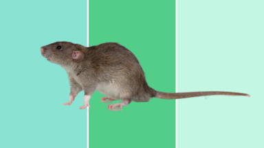 A close-up shot of a mouse against blue and green background.