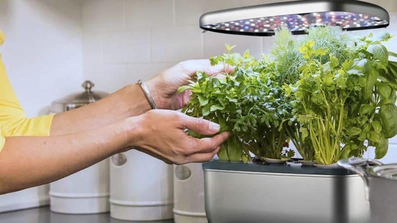Woman picking herbs in aerogarden
