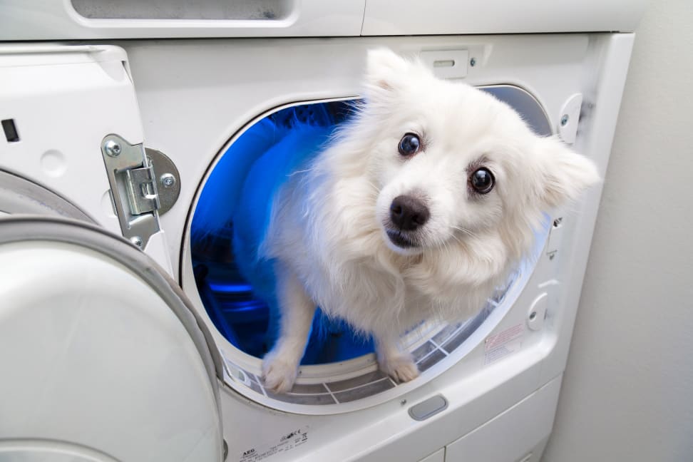 A dog looks out of a dryer