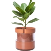 Product image of Phoenix Vine 8-Inch Self-Watering Planter