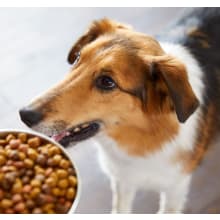 Product image of Nutrish has a new name and flavors your dogs will love