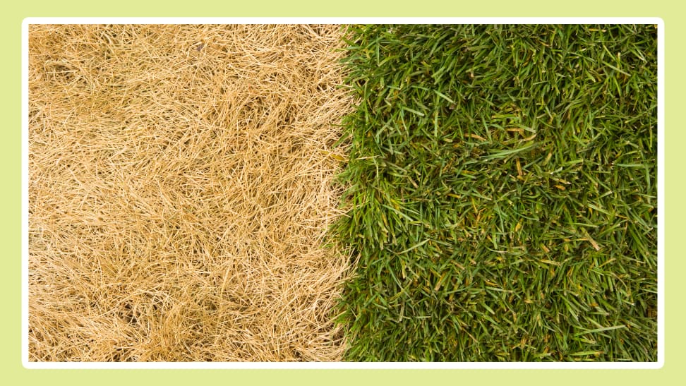 A side-by-side comparison of dead grass and healthy grass.
