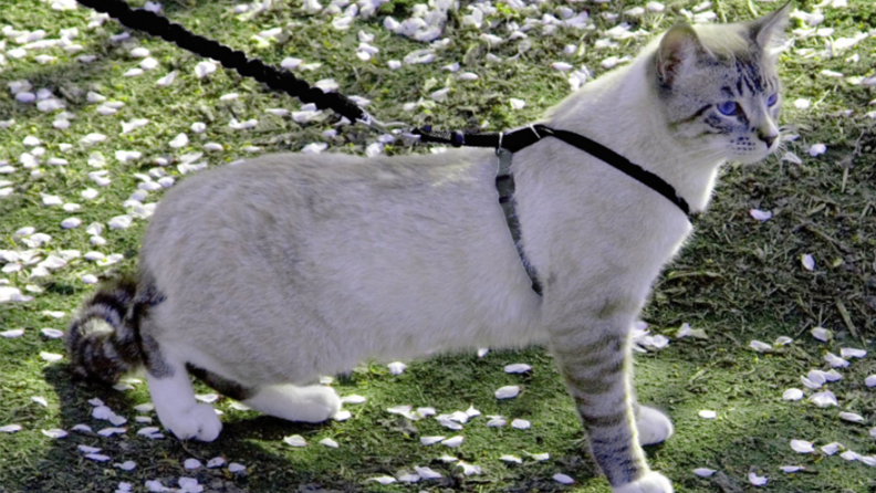 A cat in a harness on a leash