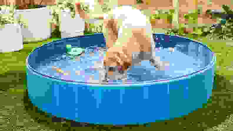 doggy pool