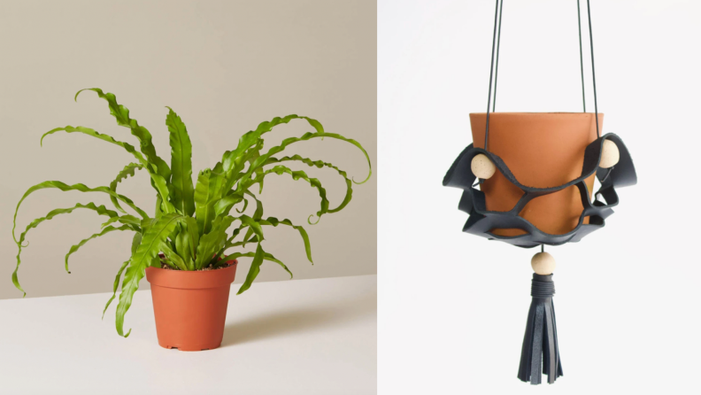 On the left, a Bird's Nest fern plant and on the right a planter hanger.