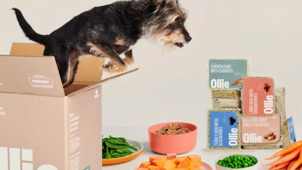 dog jumping out of an Ollie box surrounded by Ollie products and fresh produce