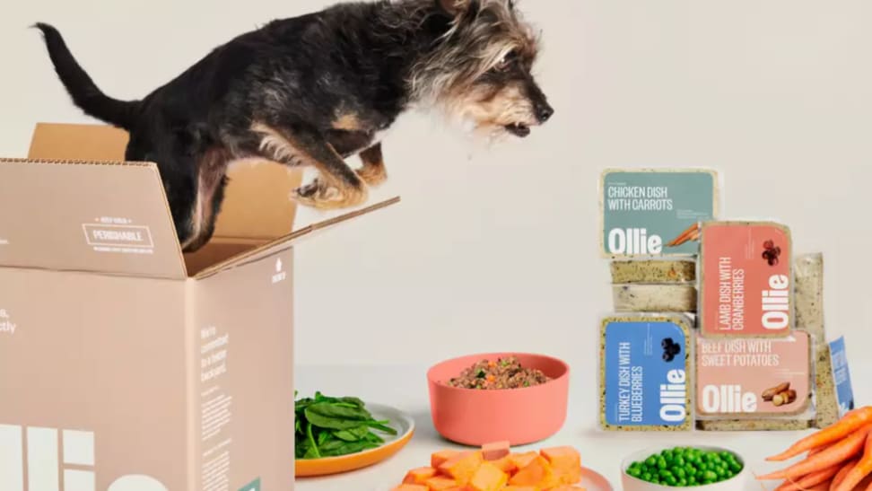 Ollie dog food review An honest opinion on the service Reviewed