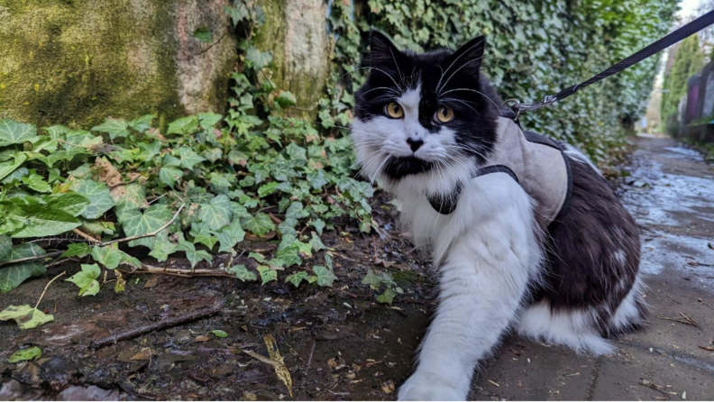 A cat on a leash in front of some plants.