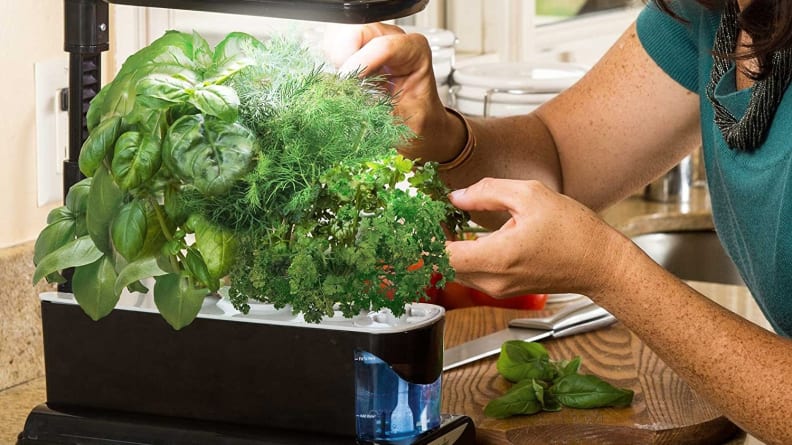 This little garden will essentially take care of itself!