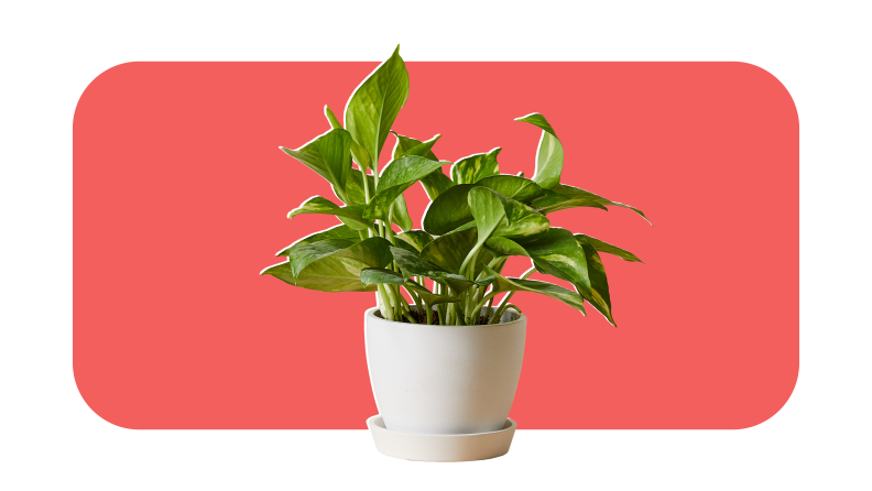 Green leafy Pothos plant in gray ceramic pot.