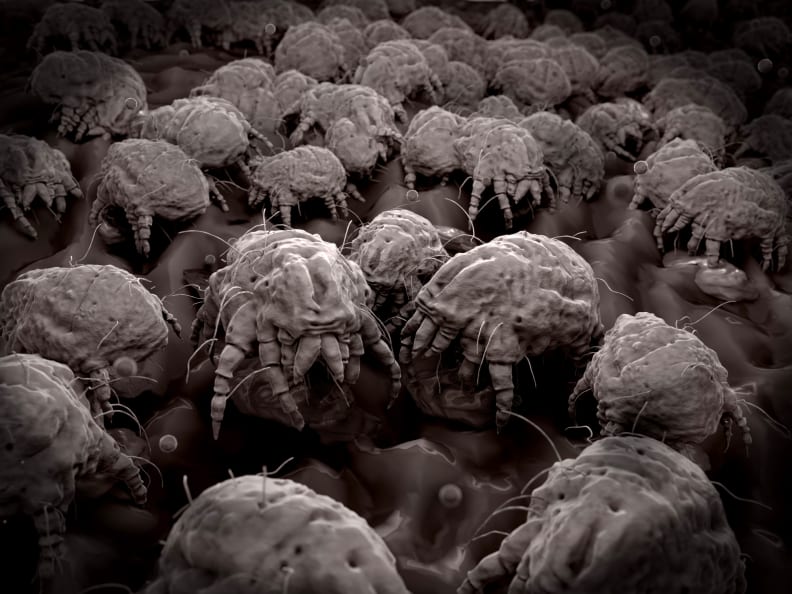 dust mites in pillows