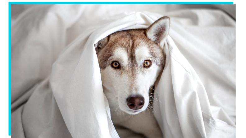 A Syberian Husky tucked underneath some white sheets.
