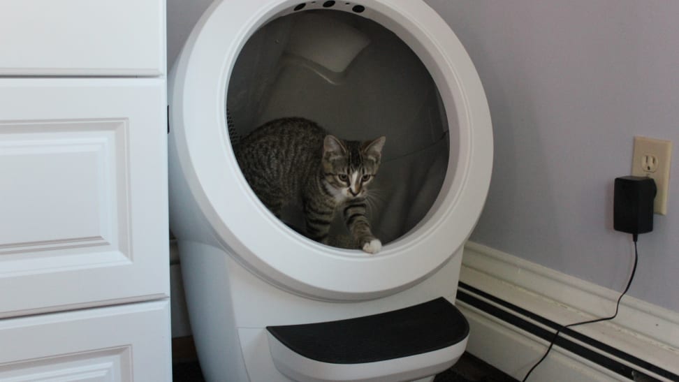 Piper the cat in the Litter Robot 4