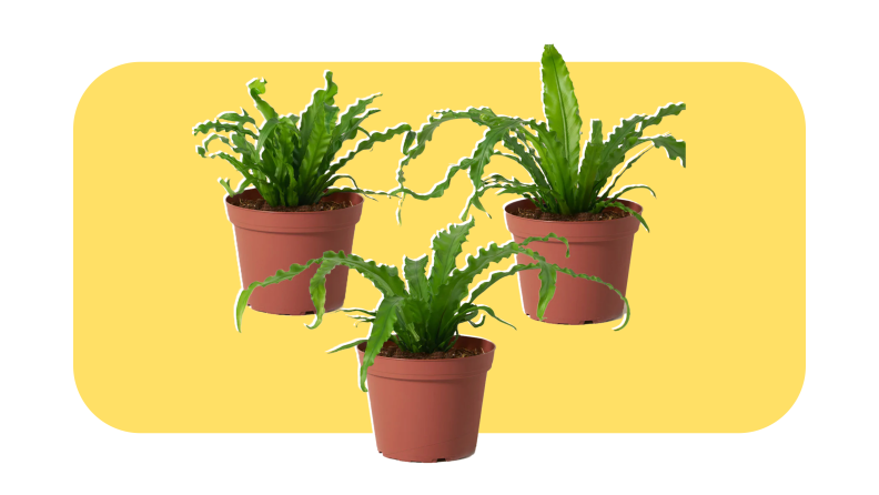 Three Bird Nest Ferns potted inside of clay colored pots.