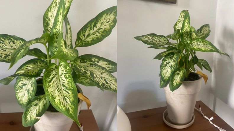 Close up shots of potted Dieffenbachia plant on top of wooden surface.