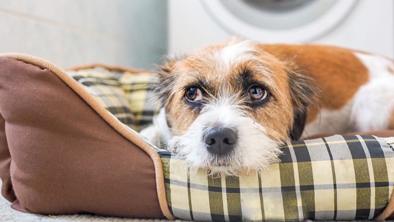 A white and tan dog rests their chin on a plaid fabric dog bed that's inside a laundry room