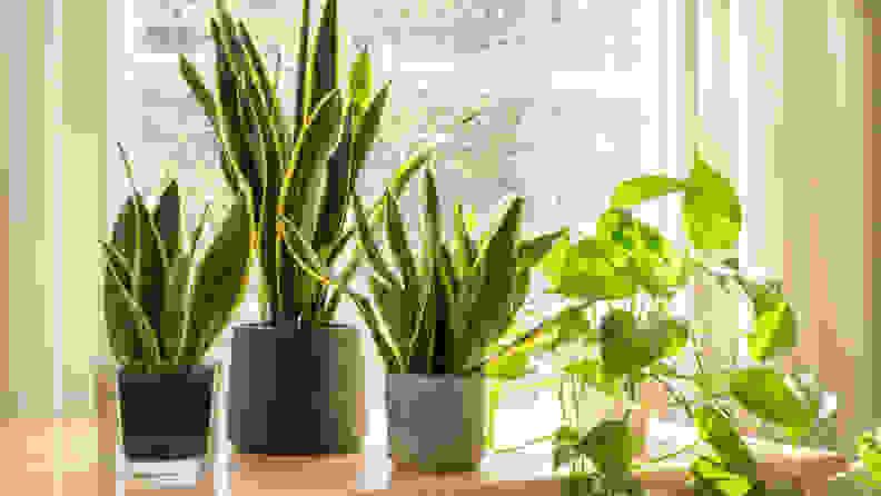 Indoor houseplants next to a window in a beautifully designed home or flat interior, and it's a toxic plant to cats and dogs.