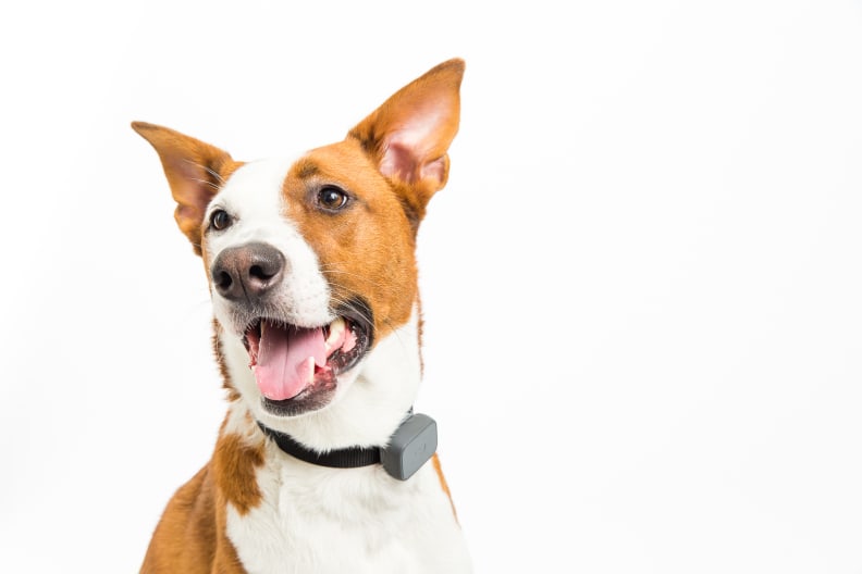 9 Luxury Dog Accessories For Furry Friends And Their Owners - Forbes Vetted