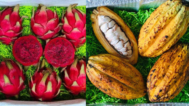 Tropical Fruit Box dragon fruit and cacao