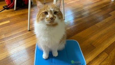 An orange and white cat sits on a pet cooling mat on top of a wood floor
