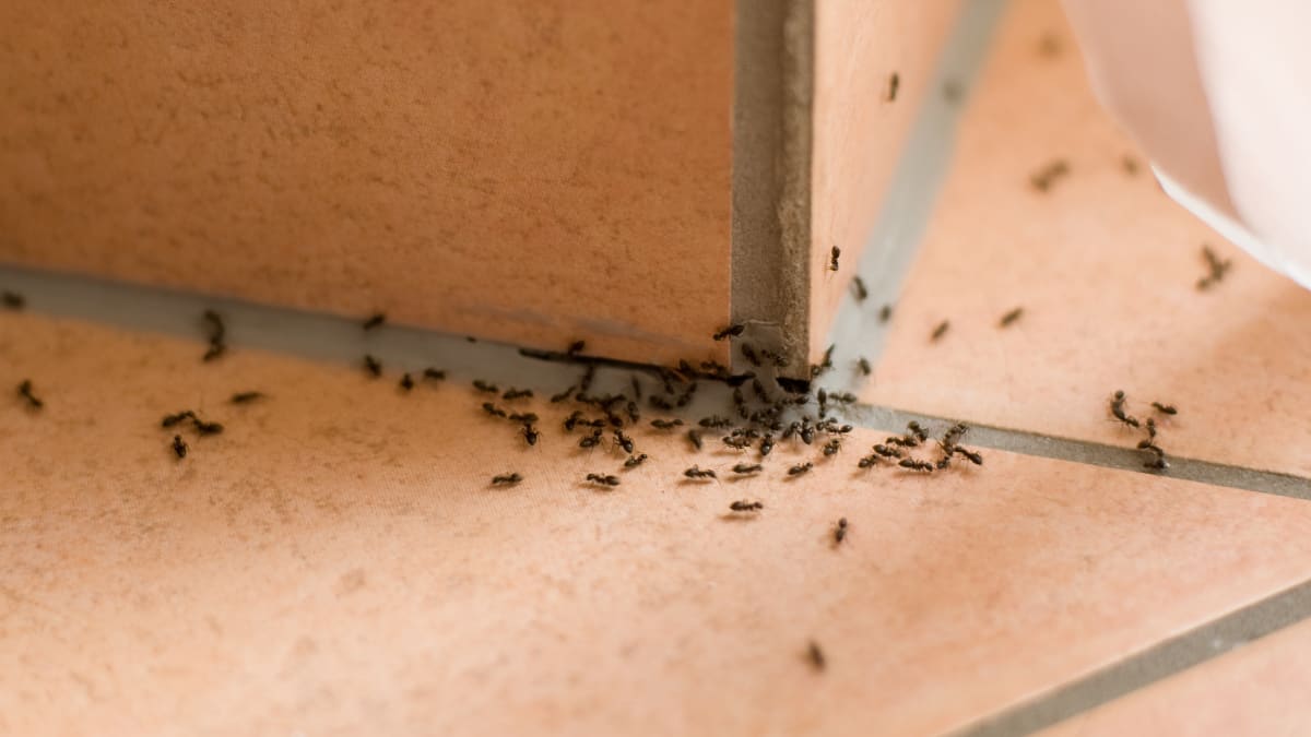 How to get rid of ants Reviewed Home & Outdoors