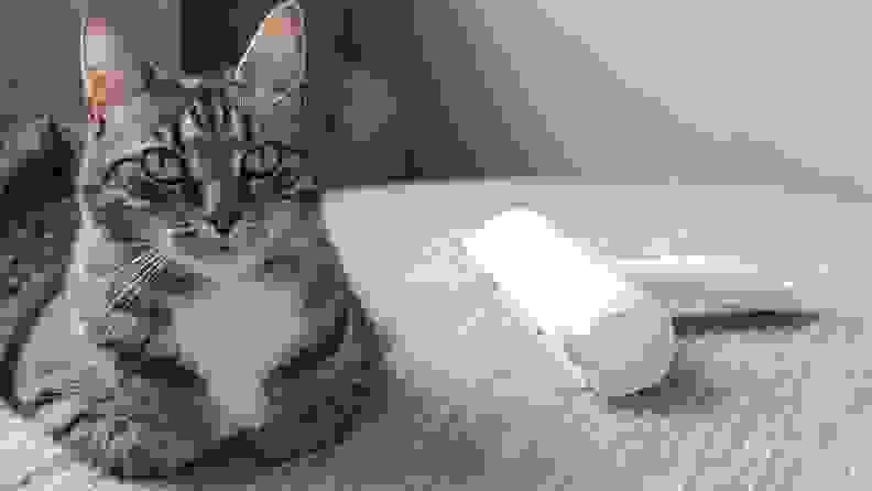 An image of a cat alongside a lint roller on a sofa.