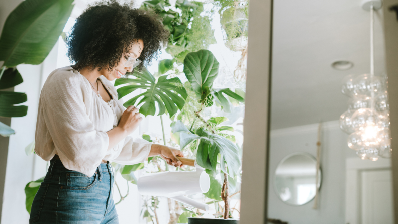 Watering tropical plants in a window