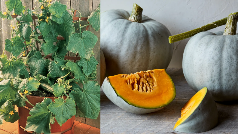 On left, green cucumber bush outdoors. On tight gray squash with orange inside cut open.