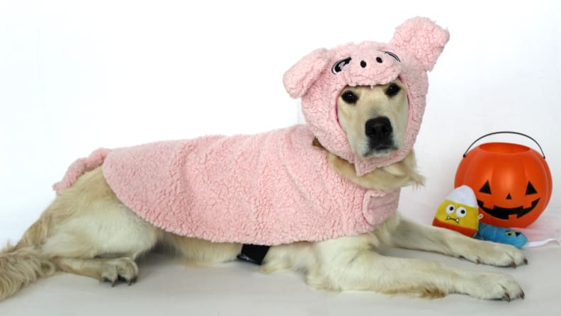 Is she not the cutest little piggy you've ever seen?