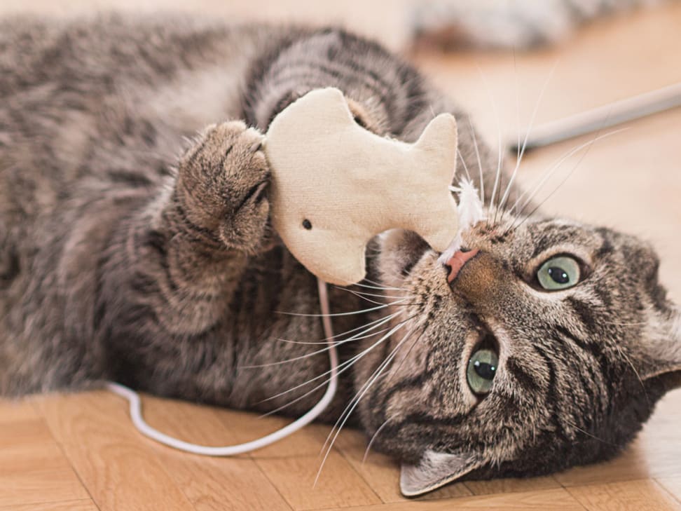 Best Interactive Cat Toys :8 Ways to Engage Your Feline's Body and