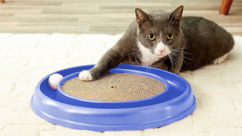 A cat with its paw on the scratcher
