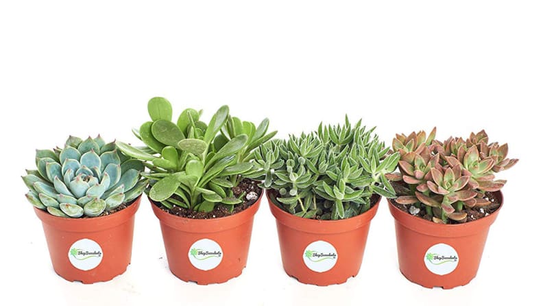 Shop Succulents Assorted Succulent