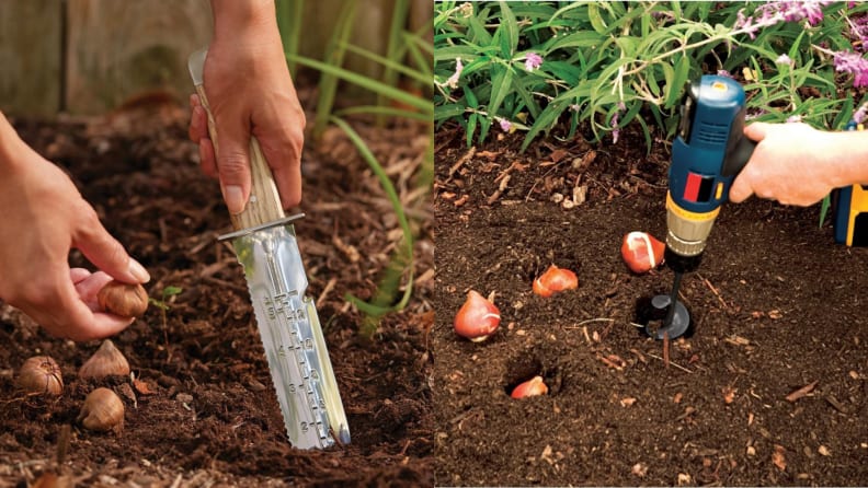 planting bulbs