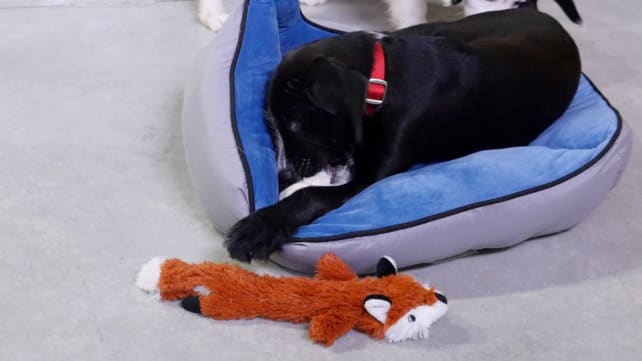 Leaps & Bounds Unstuffed Rabbit Dog Toy
