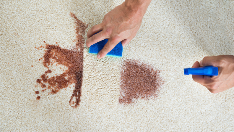 A person cleaning a dark red stain from carpet.